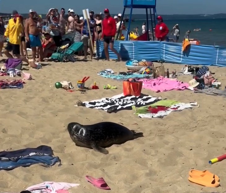 Curious seal stuns beachgoers as it waddles through crowds in Gdańsk, Poland – authorities evacuate area for safety as the native marine mammal returns to the sea.
