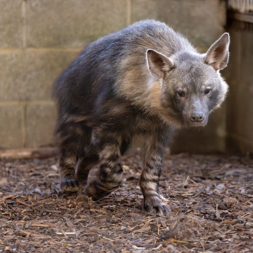 Two rare brown hyenas, Flo and Quinn, arrive at Newquay Zoo – with fewer than 5,000 left in the wild, the endangered duo offer a rare glimpse of Africa’s elusive scavengers.