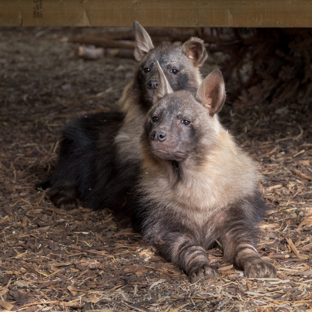 Two rare brown hyenas, Flo and Quinn, arrive at Newquay Zoo – with fewer than 5,000 left in the wild, the endangered duo offer a rare glimpse of Africa’s elusive scavengers.