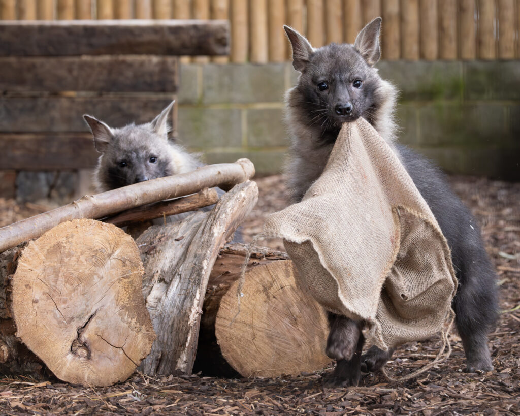 Two rare brown hyenas, Flo and Quinn, arrive at Newquay Zoo – with fewer than 5,000 left in the wild, the endangered duo offer a rare glimpse of Africa’s elusive scavengers.