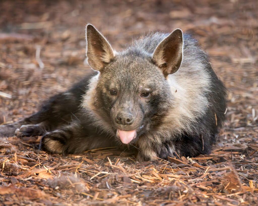 Two rare brown hyenas, Flo and Quinn, arrive at Newquay Zoo – with fewer than 5,000 left in the wild, the endangered duo offer a rare glimpse of Africa’s elusive scavengers.