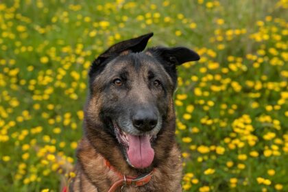 Zack the rescue dog with a floppy ear still waits for a forever home after 4 months in RSPCA care - despite his loving nature and unique look winning hearts online.
