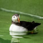 A puffin named Oona was rescued after being found 110 miles inland in Hereford. After rehabilitation, the underweight bird was released back into the sea in Pembrokeshire.