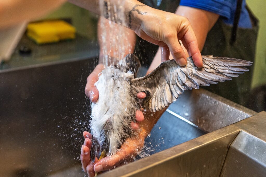 A puffin named Oona was rescued after being found 110 miles inland in Hereford. After rehabilitation, the underweight bird was released back into the sea in Pembrokeshire.