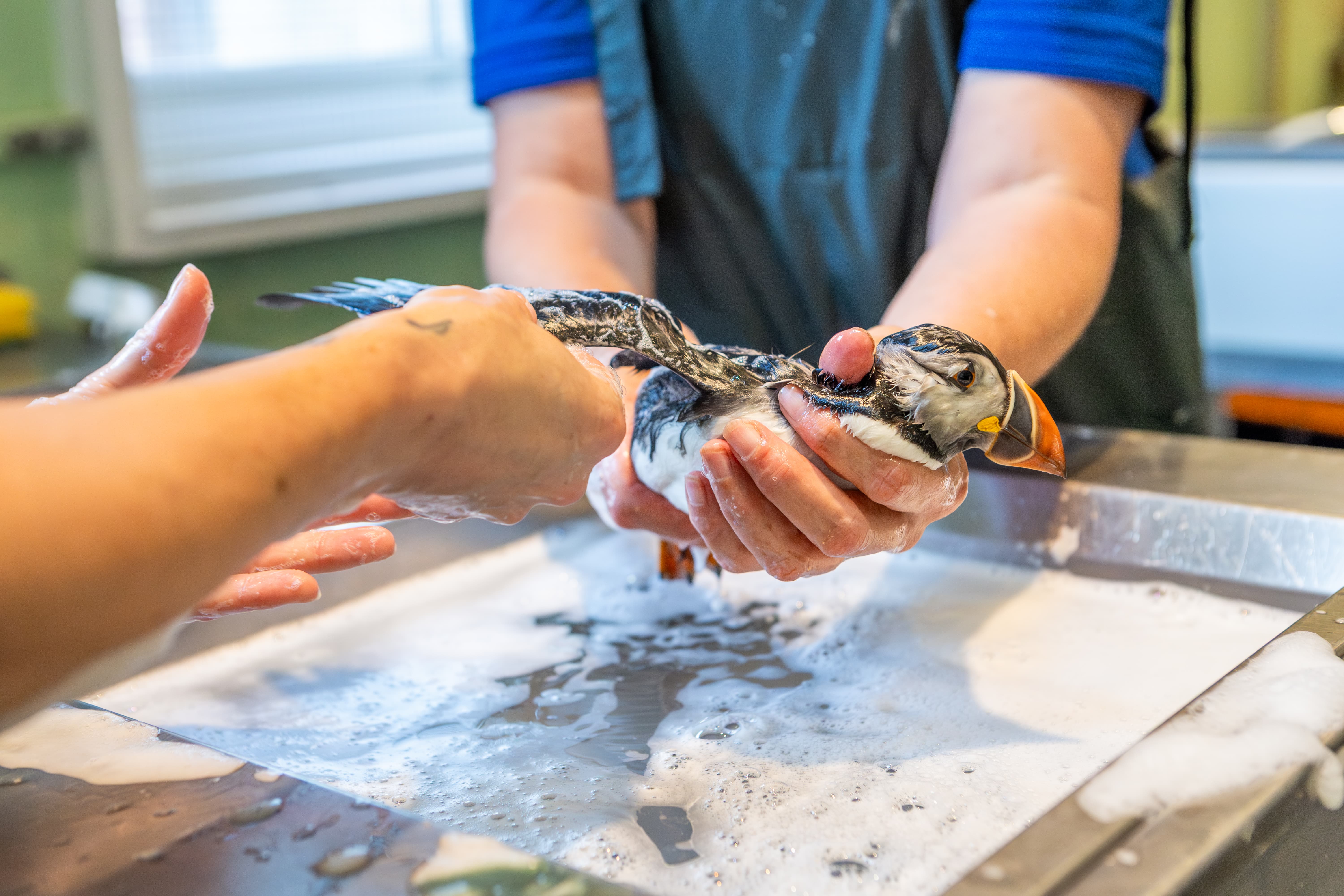 A puffin named Oona was rescued after being found 110 miles inland in Hereford. After rehabilitation, the underweight bird was released back into the sea in Pembrokeshire.