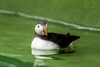 A puffin named Oona was rescued after being found 110 miles inland in Hereford. After rehabilitation, the underweight bird was released back into the sea in Pembrokeshire.