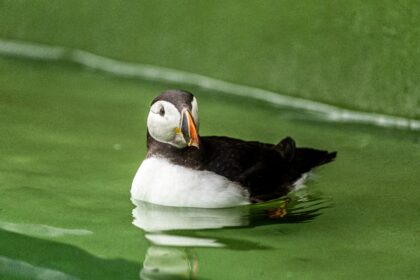 A puffin named Oona was rescued after being found 110 miles inland in Hereford. After rehabilitation, the underweight bird was released back into the sea in Pembrokeshire.