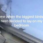 Woman dubbed 'bird lady' after over 100 birds invade her roof during UK heatwave, leaving her trapped indoors and comparing the ordeal to a scene from Home Alone 2.
