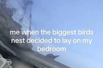 Woman dubbed 'bird lady' after over 100 birds invade her roof during UK heatwave, leaving her trapped indoors and comparing the ordeal to a scene from Home Alone 2.