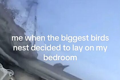 Woman dubbed 'bird lady' after over 100 birds invade her roof during UK heatwave, leaving her trapped indoors and comparing the ordeal to a scene from Home Alone 2.