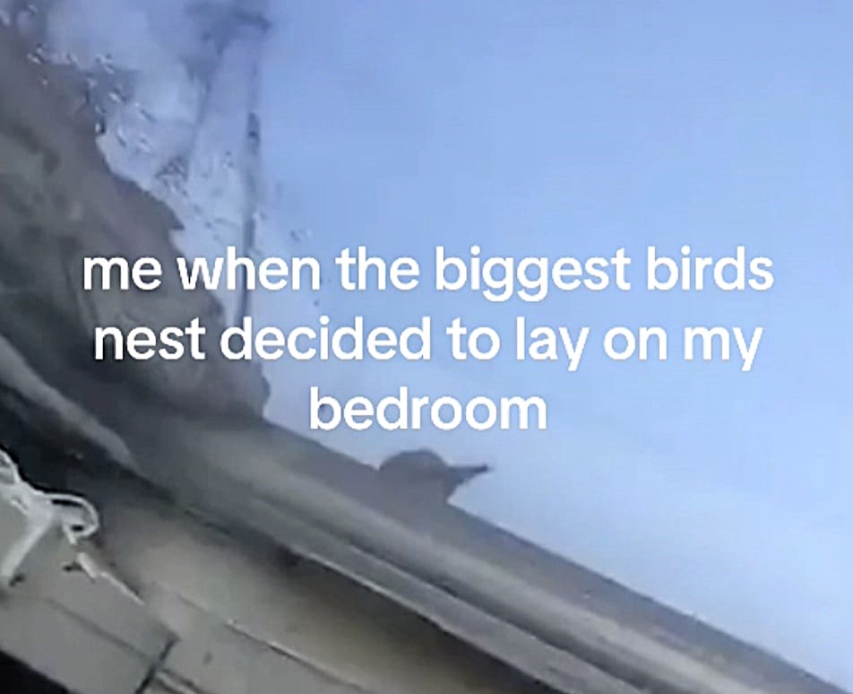 Woman dubbed 'bird lady' after over 100 birds invade her roof during UK heatwave, leaving her trapped indoors and comparing the ordeal to a scene from Home Alone 2.