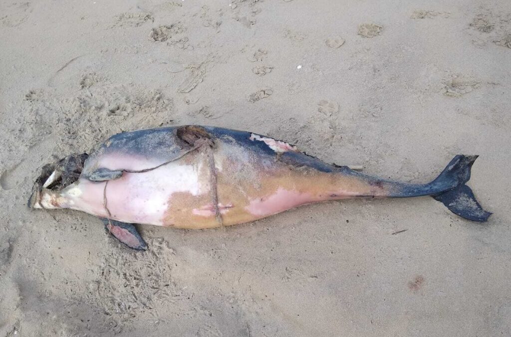 Shocked beachgoer spots giant jellyfish washed up on Formby Beach near Liverpool - rare sight leaves locals stunned as the massive sea creature puts swimmers off.