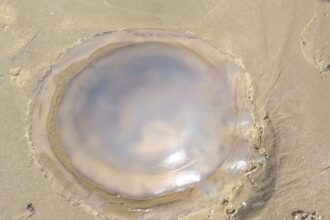Shocked beachgoer spots giant jellyfish washed up on Formby Beach near Liverpool - rare sight leaves locals stunned as the massive sea creature puts swimmers off.