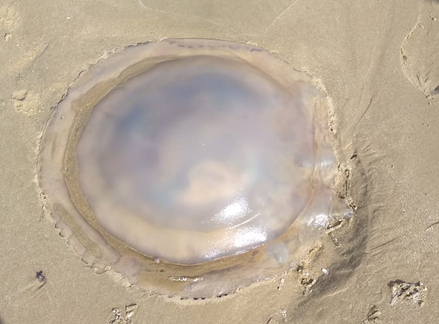 Shocked beachgoer spots giant jellyfish washed up on Formby Beach near Liverpool - rare sight leaves locals stunned as the massive sea creature puts swimmers off.