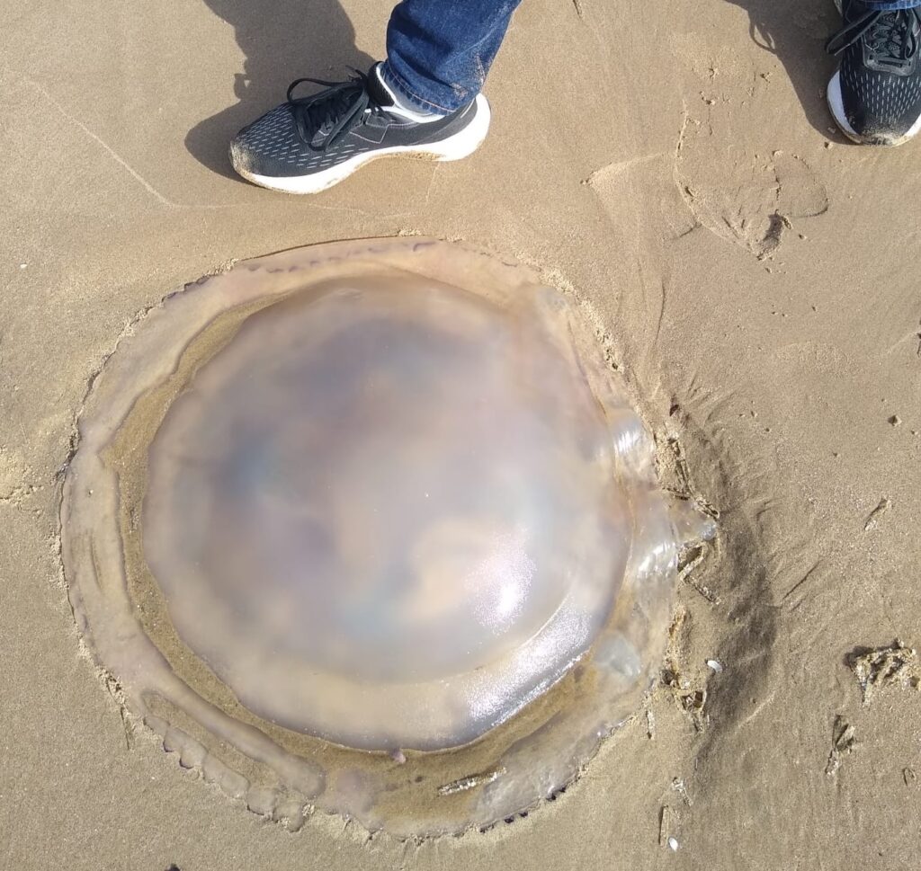 Shocked beachgoer spots giant jellyfish washed up on Formby Beach near Liverpool - rare sight leaves locals stunned as the massive sea creature puts swimmers off.