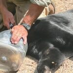 A bear with a jar stuck on her head for over a week was finally rescued in Wisconsin after traveling 50 miles. Officials safely removed the jug and released her.