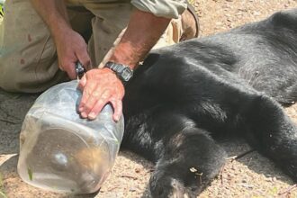 A bear with a jar stuck on her head for over a week was finally rescued in Wisconsin after traveling 50 miles. Officials safely removed the jug and released her.