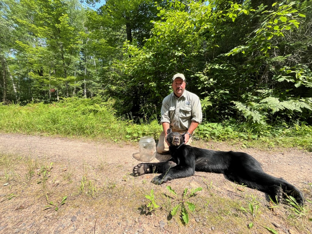 A bear with a jar stuck on her head for over a week was finally rescued in Wisconsin after traveling 50 miles. Officials safely removed the jug and released her.