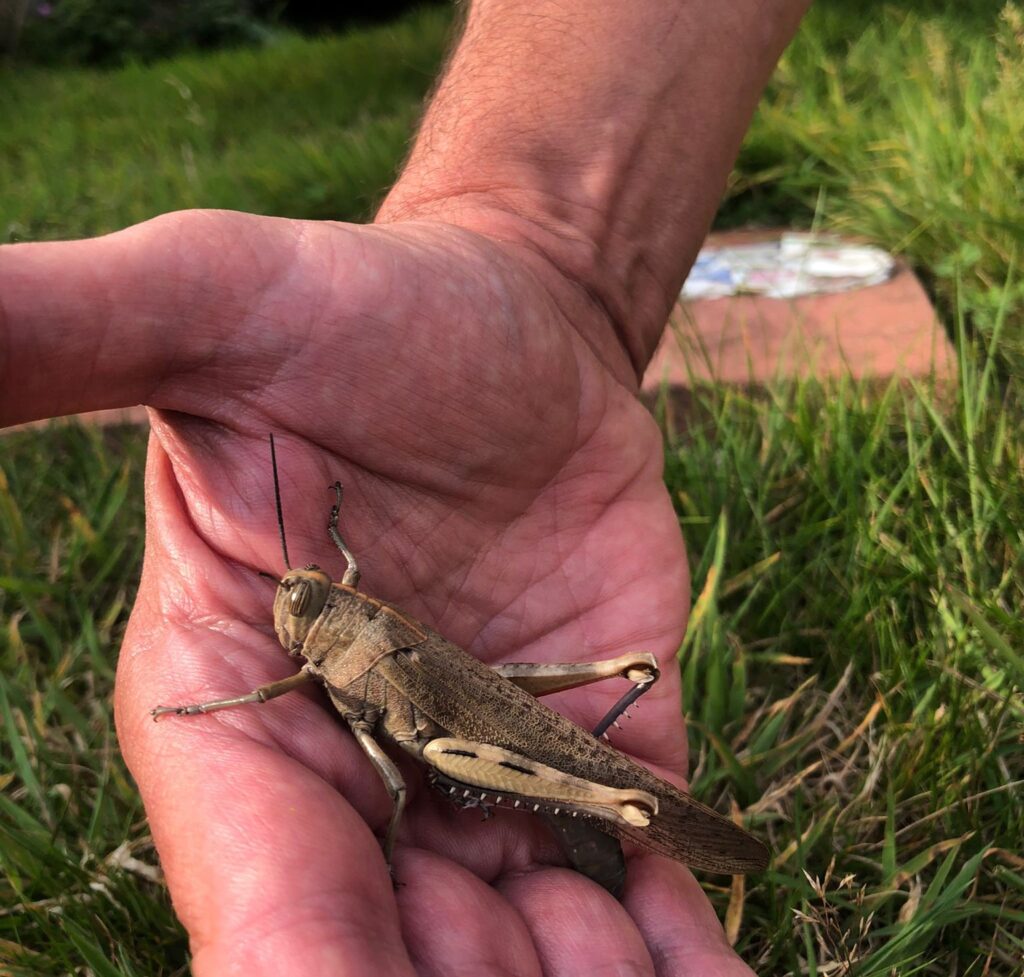 Giant locust spotted in Cornwall sparks fears of future plagues - experts warn climate change could bring more crop munching insects to Britain as rare visitor stuns locals.