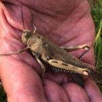 Giant locust spotted in Cornwall sparks fears of future plagues - experts warn climate change could bring more crop munching insects to Britain as rare visitor stuns locals.