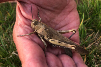 Giant locust spotted in Cornwall sparks fears of future plagues - experts warn climate change could bring more crop munching insects to Britain as rare visitor stuns locals.