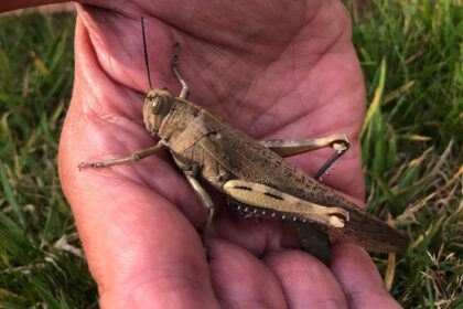 Giant locust spotted in Cornwall sparks fears of future plagues - experts warn climate change could bring more crop munching insects to Britain as rare visitor stuns locals.
