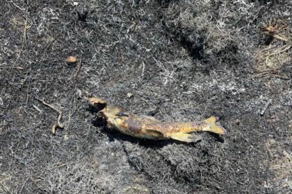 A bushfire and blackout hit Ashcroft, Canada, after an osprey dropped a fish on a power line, sparking flames and cutting power to 1,500 people. The bird escaped unscathed.