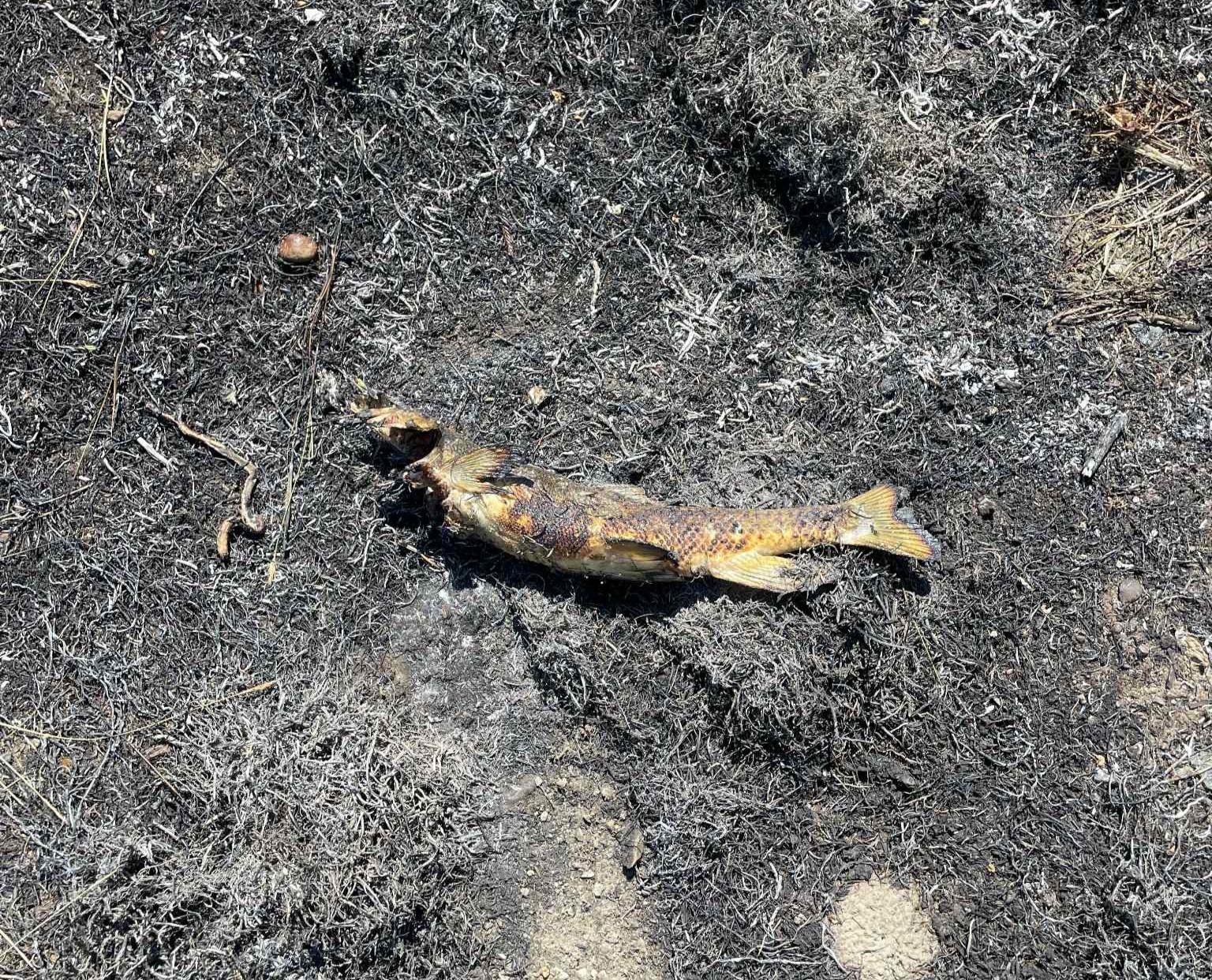 A bushfire and blackout hit Ashcroft, Canada, after an osprey dropped a fish on a power line, sparking flames and cutting power to 1,500 people. The bird escaped unscathed.