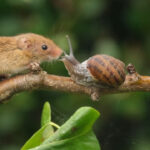 A curious harvest mouse named Mr Jingles met a bubble-blowing snail in a garden face-off that ended with a kiss, captured in a heartwarming video by wildlife lover Gez Robinson.