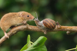 A curious harvest mouse named Mr Jingles met a bubble-blowing snail in a garden face-off that ended with a kiss, captured in a heartwarming video by wildlife lover Gez Robinson.