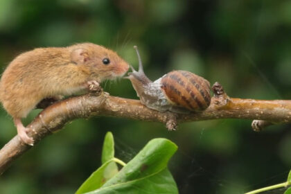 A curious harvest mouse named Mr Jingles met a bubble-blowing snail in a garden face-off that ended with a kiss, captured in a heartwarming video by wildlife lover Gez Robinson.