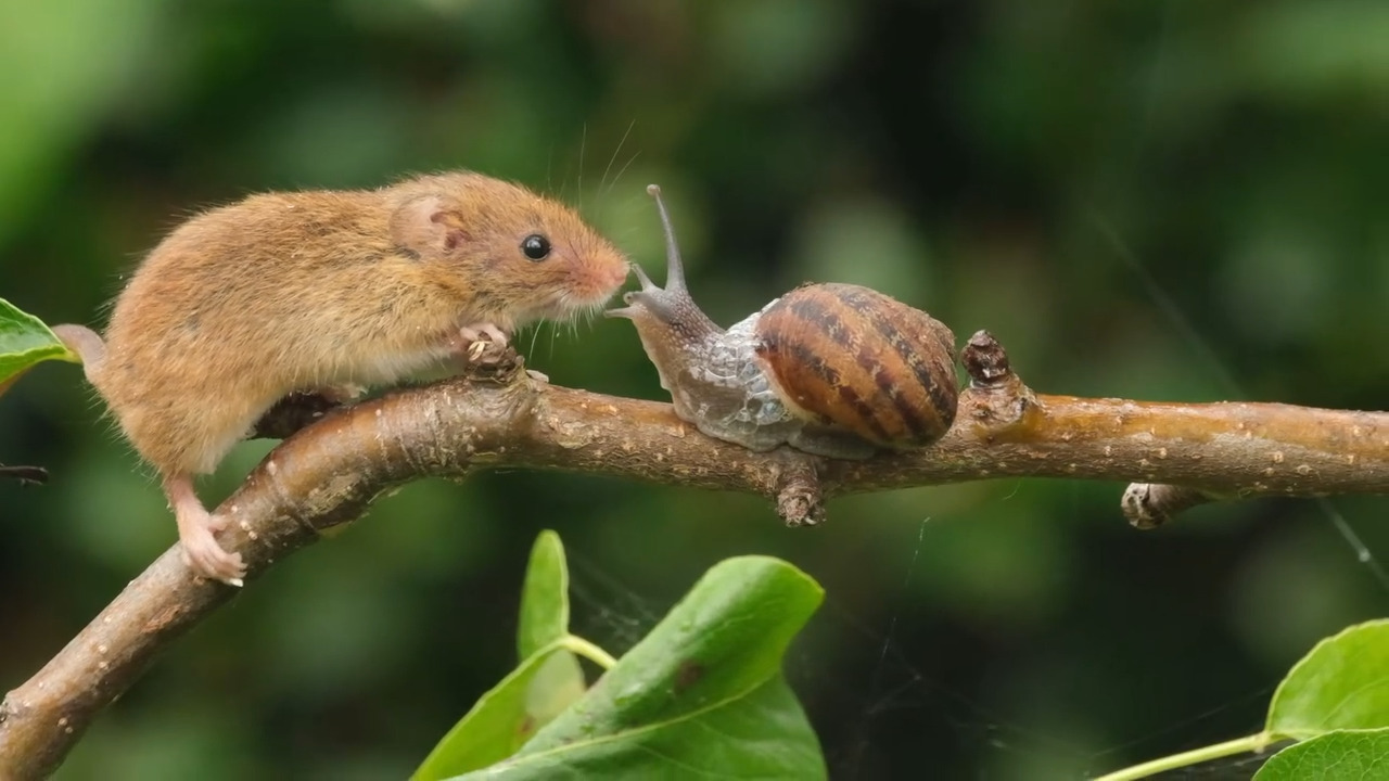 A curious harvest mouse named Mr Jingles met a bubble-blowing snail in a garden face-off that ended with a kiss, captured in a heartwarming video by wildlife lover Gez Robinson.