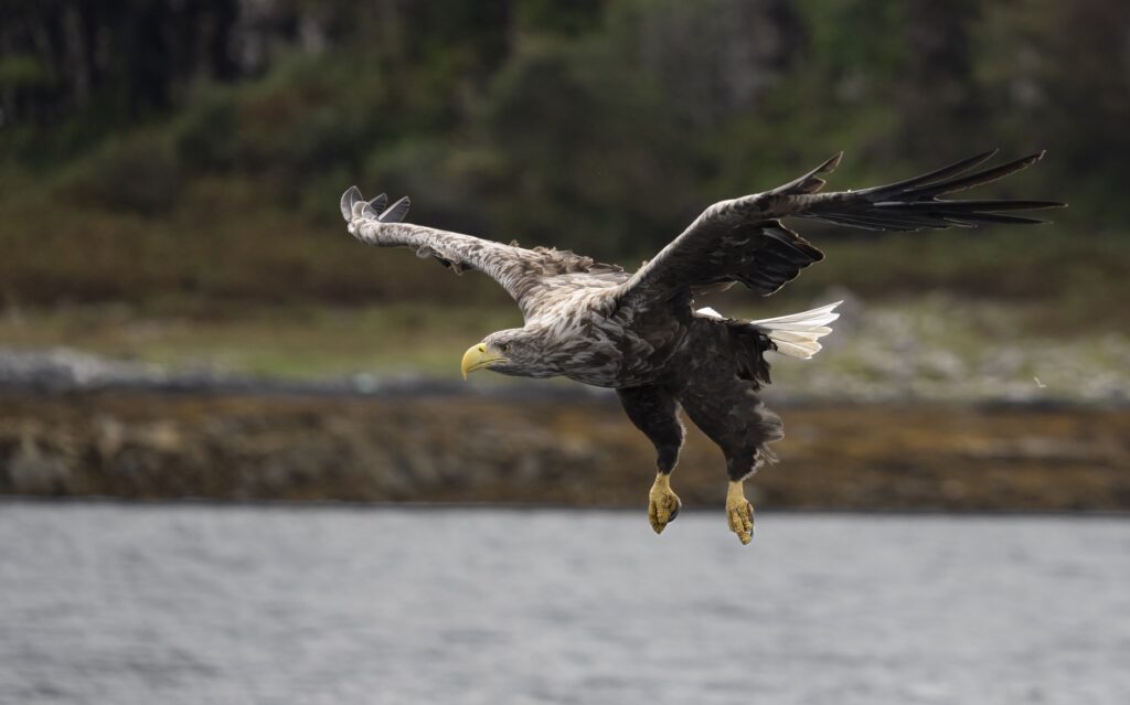 Britain’s rarest bird the white tailed eagle spotted fishing on Isle of Mull - with just 150 pairs left the majestic giants known as flying barn doors put on a show.