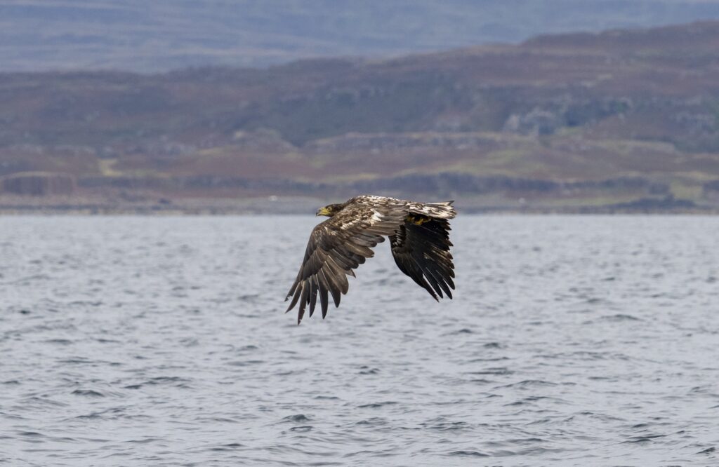 Britain’s rarest bird the white tailed eagle spotted fishing on Isle of Mull - with just 150 pairs left the majestic giants known as flying barn doors put on a show.