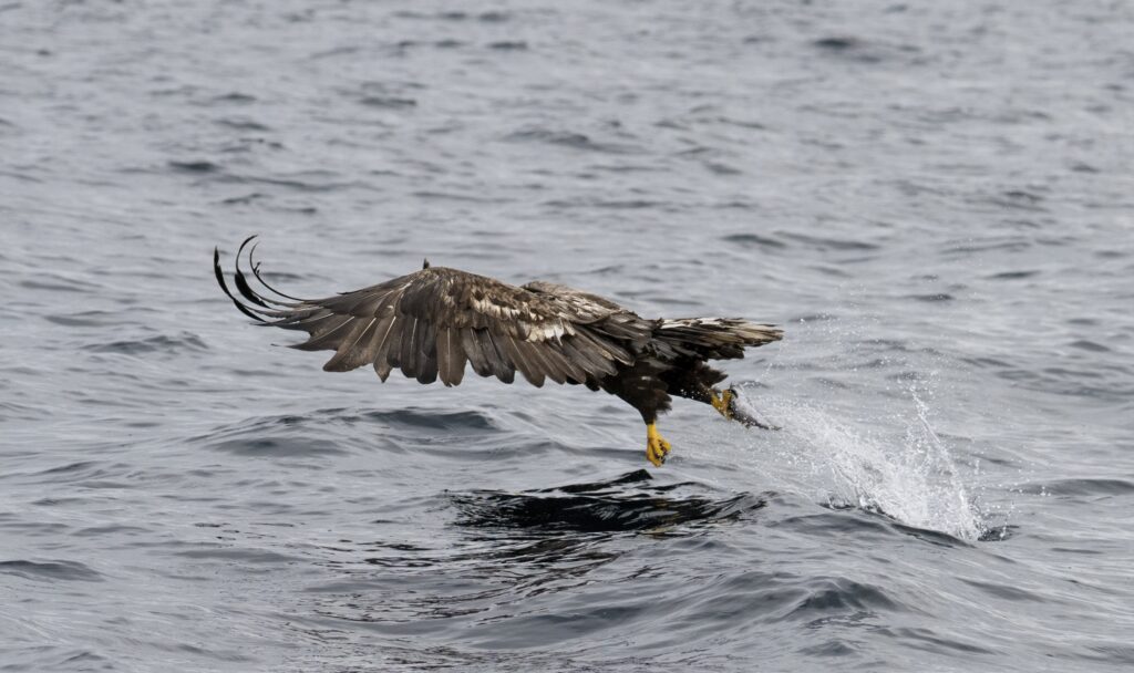 Britain’s rarest bird the white tailed eagle spotted fishing on Isle of Mull - with just 150 pairs left the majestic giants known as flying barn doors put on a show.