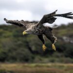 Britain’s rarest bird the white tailed eagle spotted fishing on Isle of Mull - with just 150 pairs left the majestic giants known as flying barn doors put on a show.