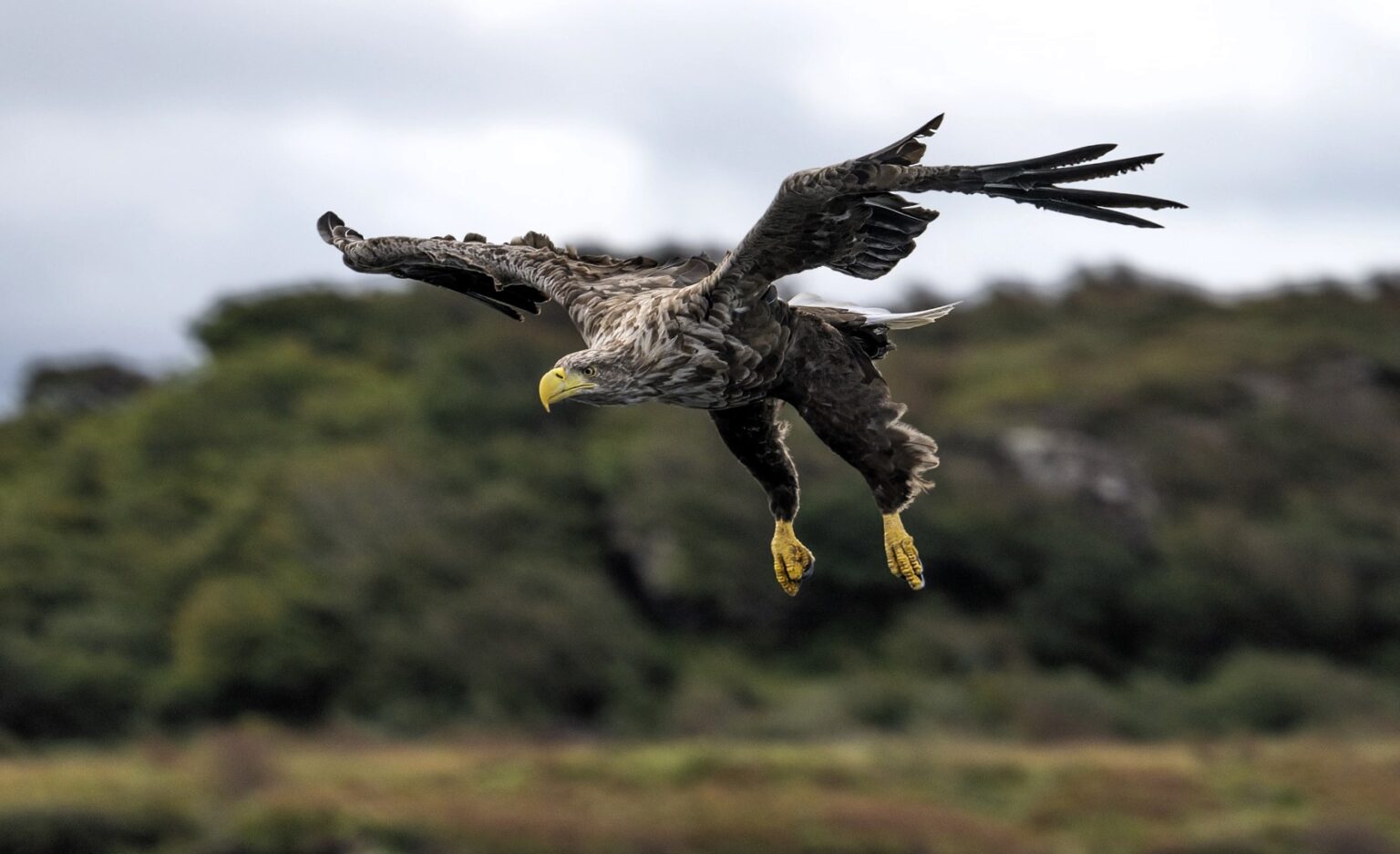 Britain’s rarest bird the white tailed eagle spotted fishing on Isle of Mull - with just 150 pairs left the majestic giants known as flying barn doors put on a show.