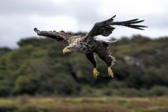 Britain’s rarest bird the white tailed eagle spotted fishing on Isle of Mull - with just 150 pairs left the majestic giants known as flying barn doors put on a show.