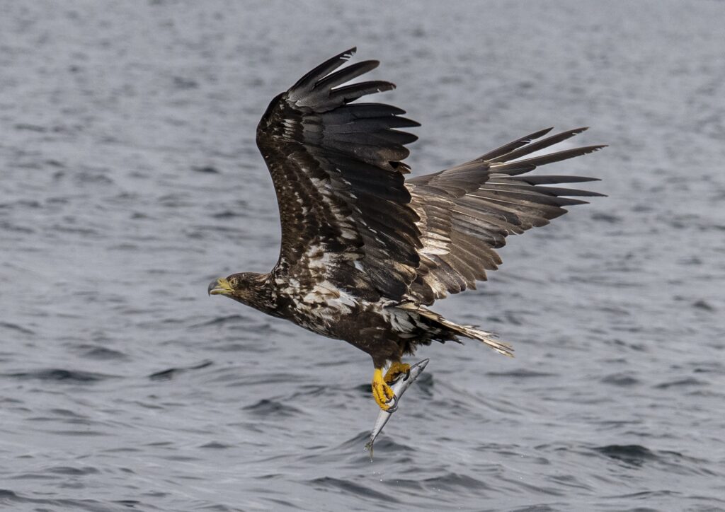 Britain’s rarest bird the white tailed eagle spotted fishing on Isle of Mull - with just 150 pairs left the majestic giants known as flying barn doors put on a show.