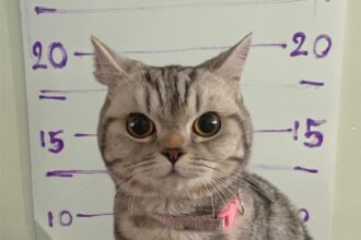 A cat named Nub Tang went viral after being 'arrested' for attacking police officers, posing for a mugshot, and later giving birth to a litter of kittens.