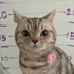 A cat named Nub Tang went viral after being 'arrested' for attacking police officers, posing for a mugshot, and later giving birth to a litter of kittens.