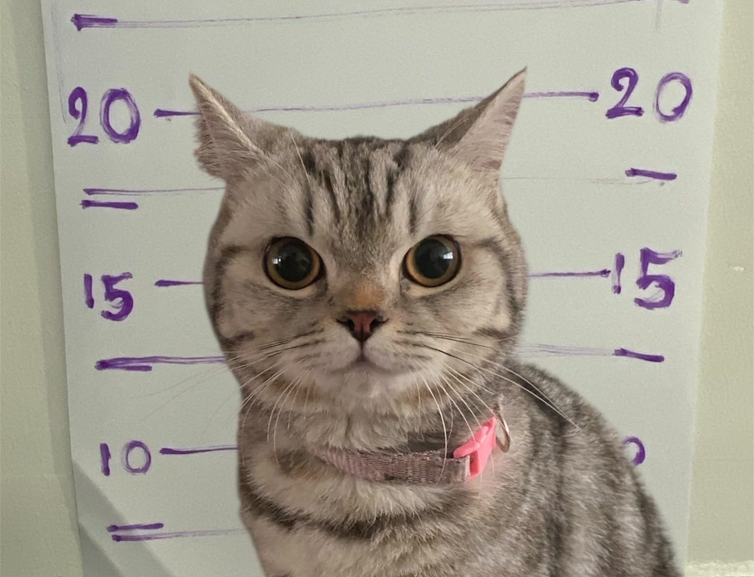 A cat named Nub Tang went viral after being 'arrested' for attacking police officers, posing for a mugshot, and later giving birth to a litter of kittens.