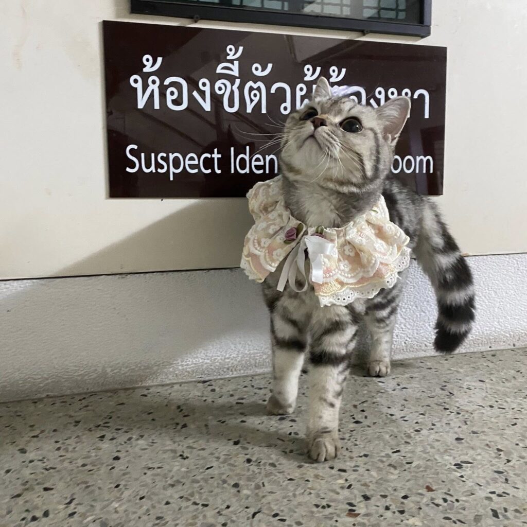 A cat named Nub Tang went viral after being 'arrested' for attacking police officers, posing for a mugshot, and later giving birth to a litter of kittens.