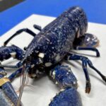 Rare one-in-a-million bright blue lobster caught off south west coast - striking crustacean spotted among catch at Dorset fishmonger due to unique genetic mutation.
