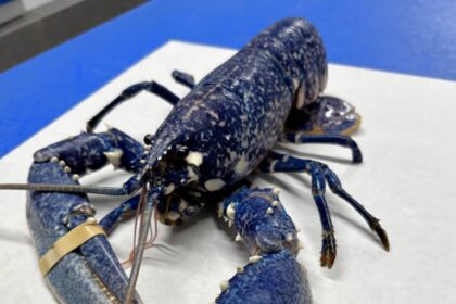 Rare one-in-a-million bright blue lobster caught off south west coast - striking crustacean spotted among catch at Dorset fishmonger due to unique genetic mutation.
