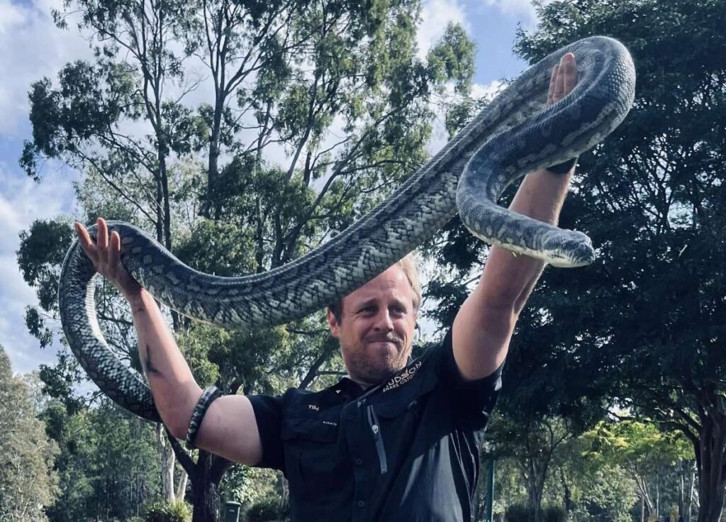 Couple return from holiday to find blue-tongue skink hiding in baby’s play pen - reptile wrangled and removed from Gold Coast home after shedding skin across floor.