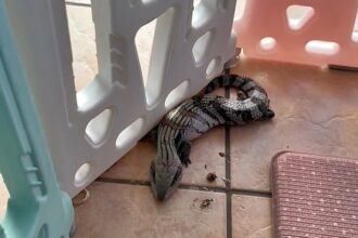 Couple return from holiday to find blue-tongue skink hiding in baby’s play pen - reptile wrangled and removed from Gold Coast home after shedding skin across floor.