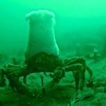 Scuba diver spots real life Mr Krabs in Lake Tahoe as a crab wearing a plumose anemone like a chef’s hat goes viral with millions of views and hilarious SpongeBob jokes.