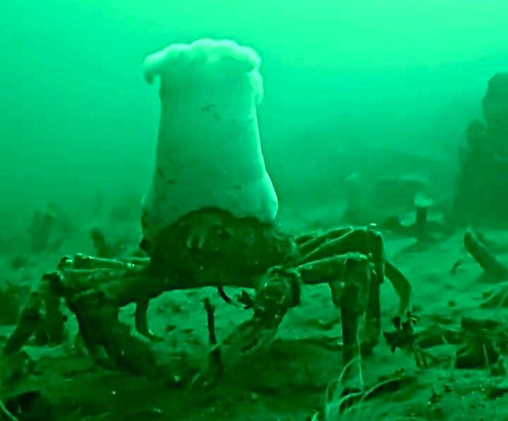 Scuba diver spots real life Mr Krabs in Lake Tahoe as a crab wearing a plumose anemone like a chef’s hat goes viral with millions of views and hilarious SpongeBob jokes.