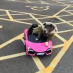 A blue Staffordshire Bull Terrier named Leah went viral after cruising a McDonald’s drive thru in a pink Lamborghini, enjoying hash browns for her 16th birthday treat.